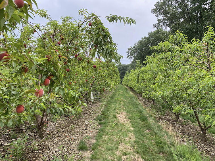 Green Apples Focus Agriculture Production Organic Apples Apple