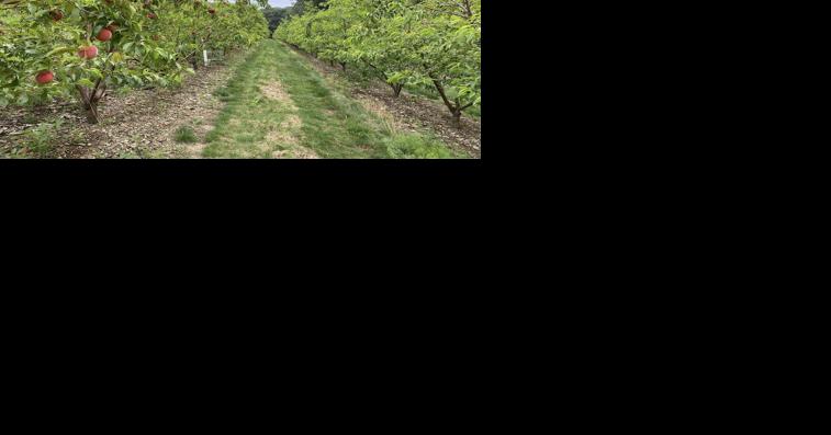 Bringing Scientific, Holistic Approach to 80-Year-Old Fruit Farm - Vimarsana News