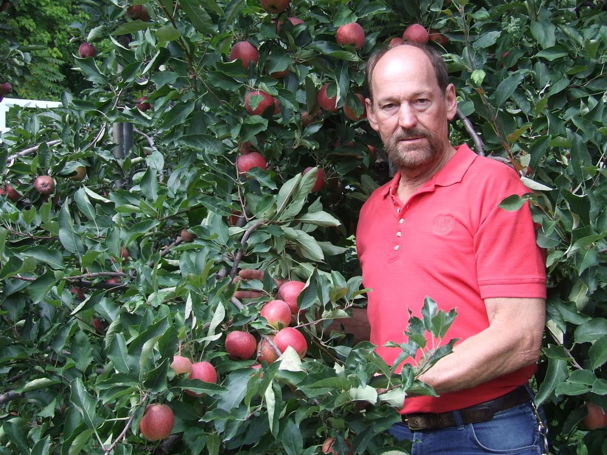 Trellis System Packs In The Apples At Shanesville Fruit Farm Main Edition Lancasterfarming Com