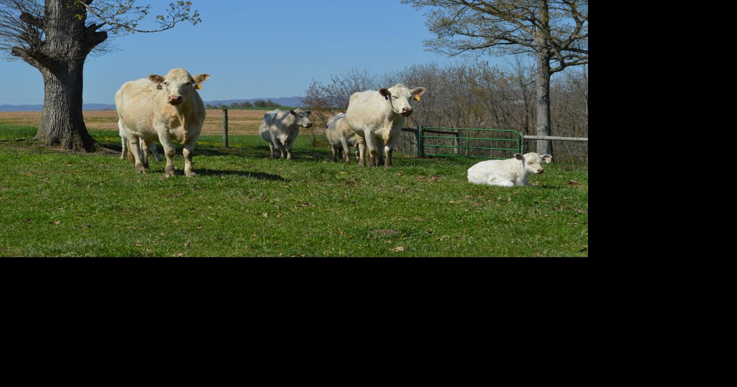 How to Read Market Reports: Cattle Terms | | lancasterfarming.com