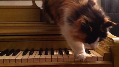 cat-piano1400-789.jpg
