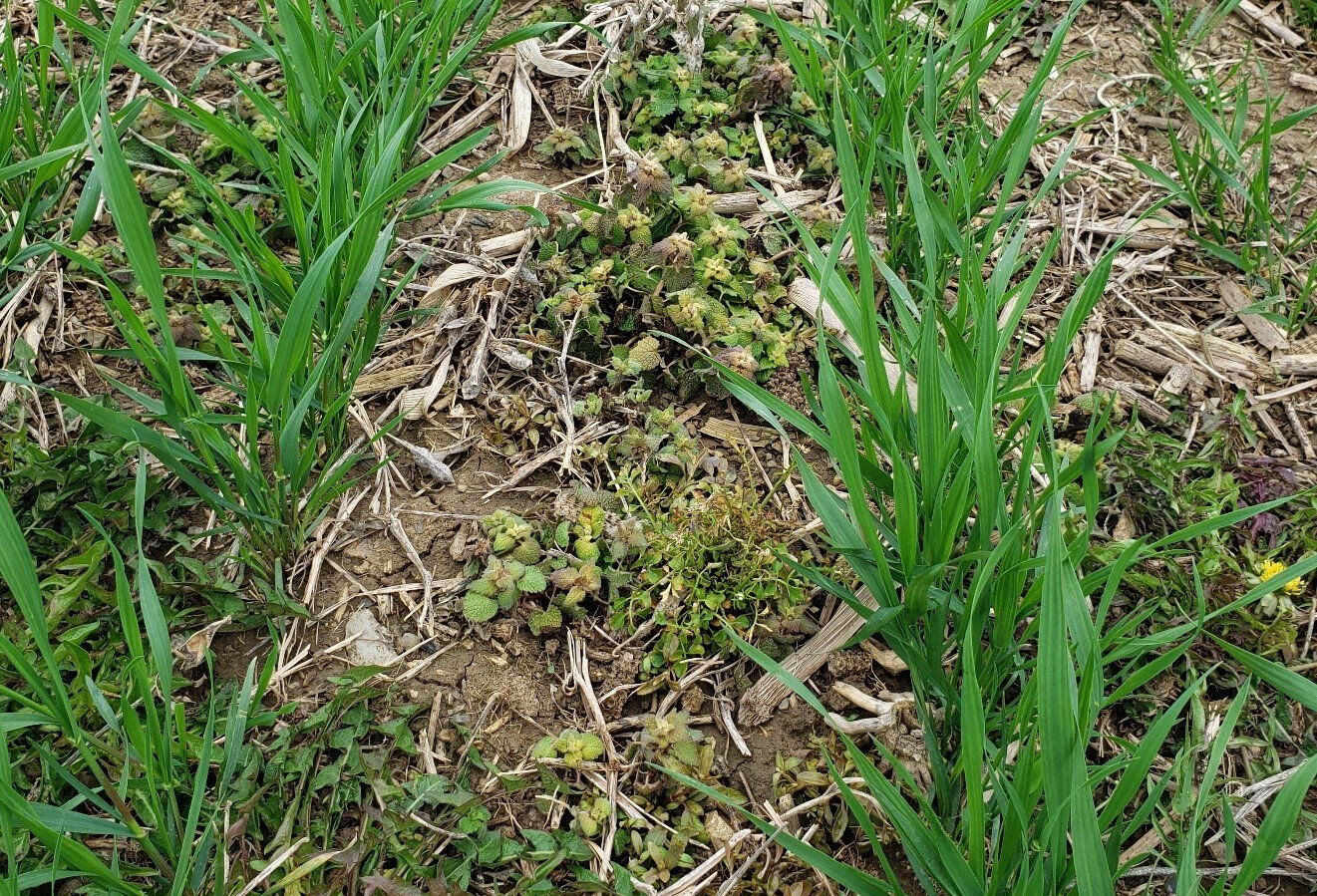 Early Spring Strategies for Weed Control in Grain Fields | Field Crop News  | lancasterfarming.com