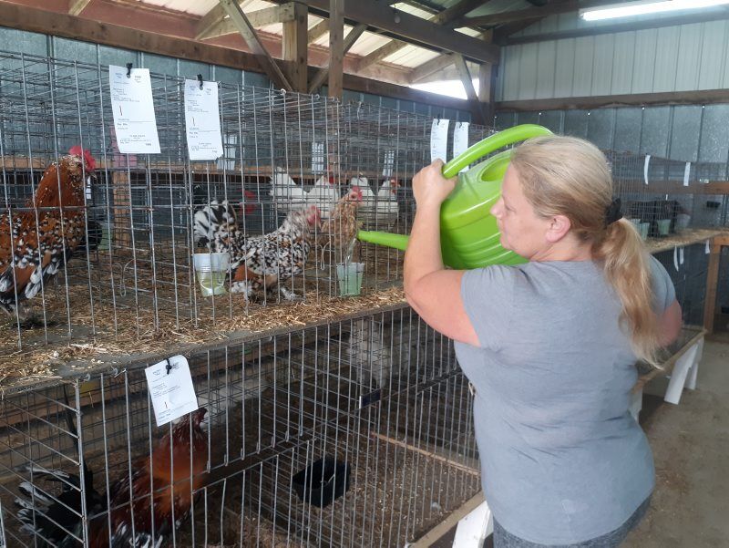 Some Mid-Atlantic States Ban Poultry 