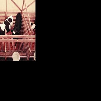 Farmers Are Trying to Tell Their Own Story of Veal Production | Farming ...