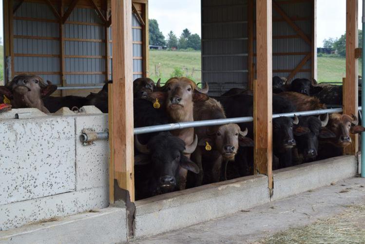 Riverine Ranch Water Buffaloes Bring Taste of the Old World to New Jersey | News ...