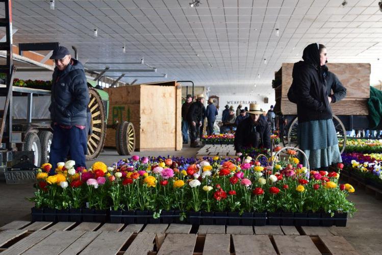 Weaverland Produce Auction Opening Day 2018