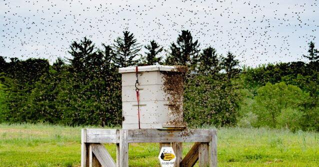 Protecting Pollinators During Swarm Season - Vimarsana News