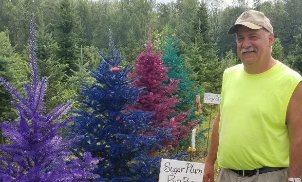 Colored Trees Boost Live Tree Sales Food Country Recipes Lancasterfarming Com