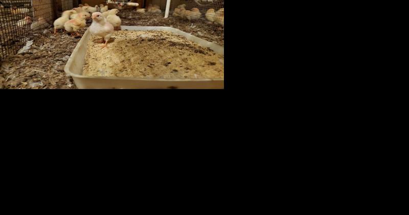 Heat Experimentation Promotes Healthier Poultry and Environment - Vimarsana News