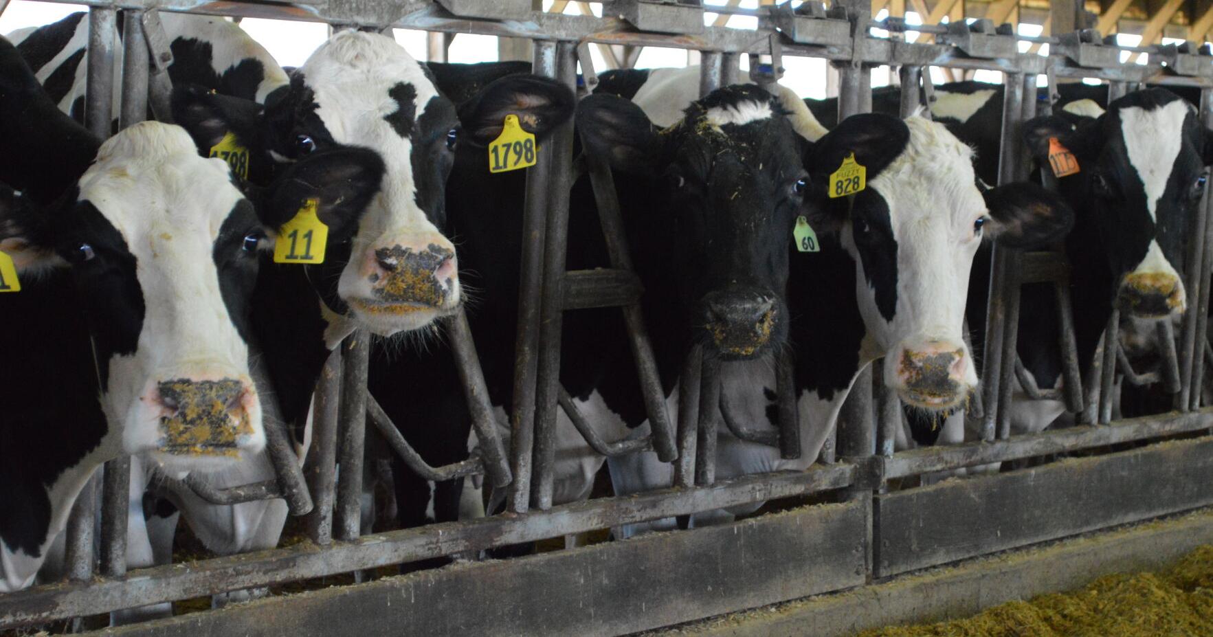 Dairy Farmers Urged to Protect Against Wild Birds After Avian Influenza Found in Texas Cows - Vimarsana News