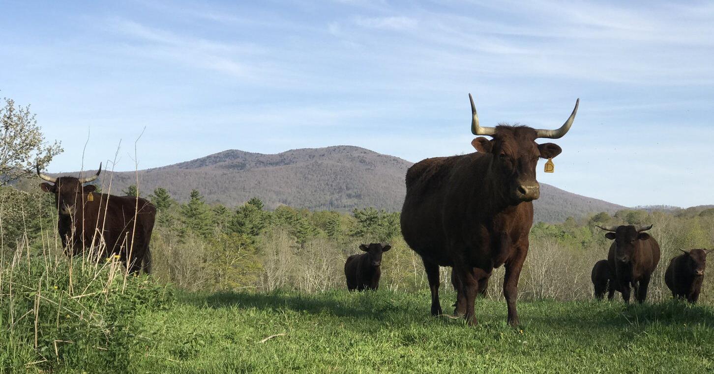 American Milking Devons the Perfect Breed for This Vermont Homestead - Vimarsana News