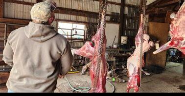 Hunters in Danger of Wasting Meat Due to Processor Shortage | Outdoor Sports, Hunting and DIY Crafts - Vimarsana News