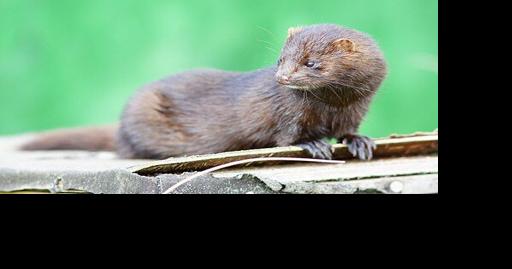 Pennsylvania Lawmaker Seeks Higher Penalty for Releasing Mink - Vimarsana News