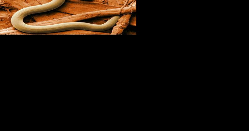 It's Time to Test Your Soil for Soybean Cyst Nematode - Vimarsana News