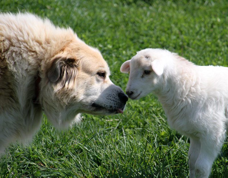 are guardian dogs for livestock difficult to train