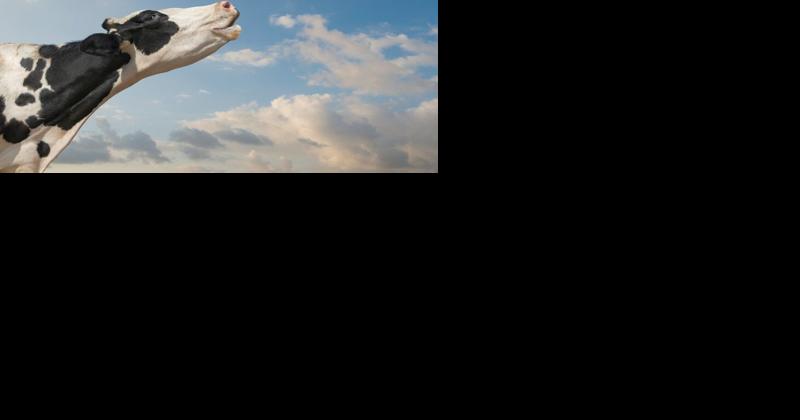 The Right Nutritionist for Organic Dairy Success - Vimarsana News