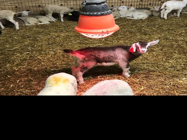 Don T Leave Sheep And Goats Out In The Cold Latest News In Livestock Animal Husbandry And Farm Animal Health Lancasterfarming Com