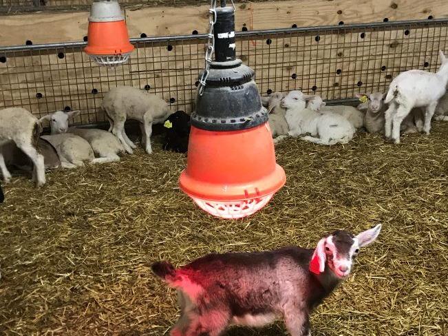 Don T Leave Sheep And Goats Out In The Cold Latest News In Livestock Animal Husbandry Lancasterfarming Com Don T Leave Sheep And Goats Out In The Cold Latest News In Livestock Animal Husbandry Lancasterfarming Com