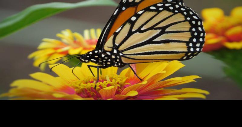 Proposed Monarch Butterfly Endangered Species Listing Could Impact Farmers | Conservation and Renewable Energy News