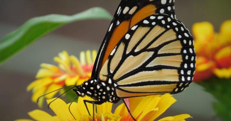 Proposed Monarch Butterfly Endangered Species Listing Could Impact Farmers | Conservation and Renewable Energy News Proposed Monarch Butterfly Endangered Species Listing Could Impact Farmers | Conservation and Renewable Energy News