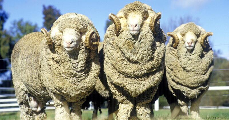 How to Select a Ram That Will Improve Your Flock | Livestock News ...
