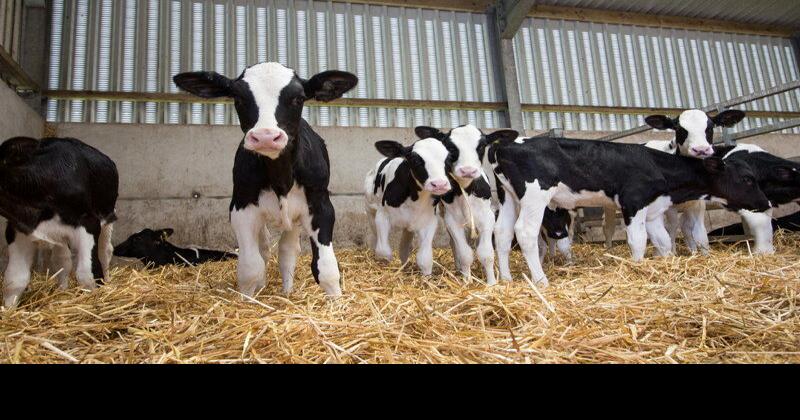 An Unexpected Calf Birth Keeps Farmer on Her Toes | Farm and Rural Family  Life | lancasterfarming.com