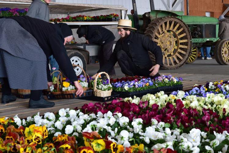 Weaverland Produce Auction Opening Day 2018