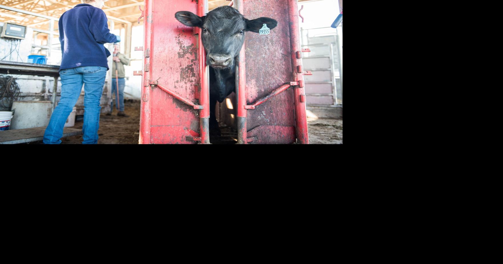 Designing Handling Facilities With Cattle Health in Mind Dairy News