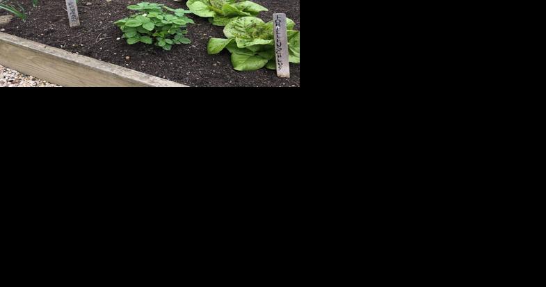 Growing Leafy Greens From Seed to Harvest - Vimarsana News