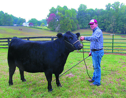Va. Cattle Showman Turns Passion Into a Successful Business | |  