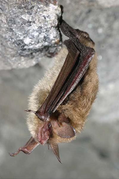 Could Sick Bats Hurt Farming, Timber? | Farming and Agricultural News ...