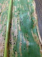 What to Know About the Corn Disease Tar Spot