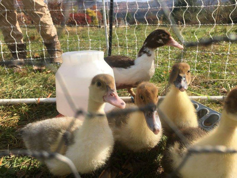 Bonticou Ducks Pastures Poultry | | lancasterfarming.com