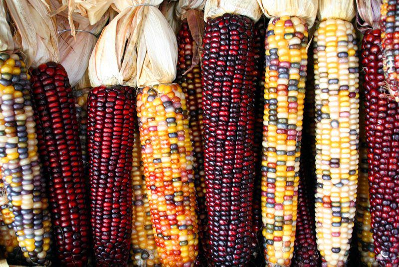 Breathing New Life Into Native American Crops | Antiques & History | lancasterfarming.com