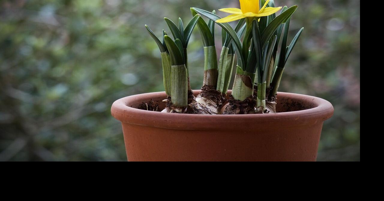 Plan for Spring Blooms by Planting Bulbs in Containers Now