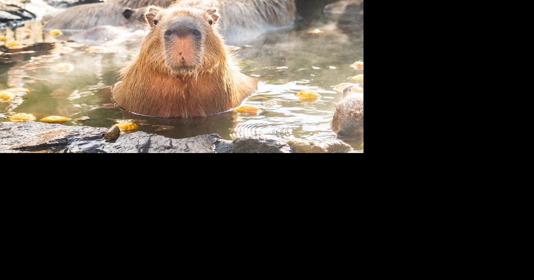 Peaceful as a Capybara: Lessons on God From Nature