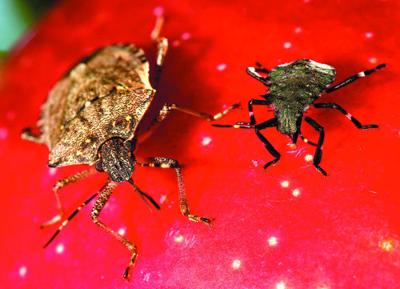 brown marmorated stink bug pyramid trap - Entomology Today