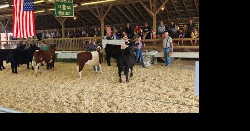 Heavyweight Henry Stands Out at Montour-Delong Community Fair Market Steer Show - Vimarsana News