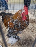 Avian Influenza Found at Two Sites in New York
