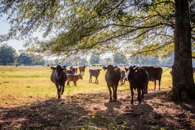 On-Farm beef.jpg