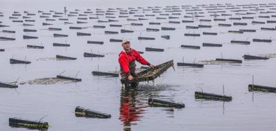 Rhode Island Oyster Farmer Leads The Way In Aquaculture Northern Region Lancasterfarming Com Filmed along australia's breathtakingly beautiful hawkesbury river, anna reeves' deliciously surprising oyste. rhode island oyster farmer leads the