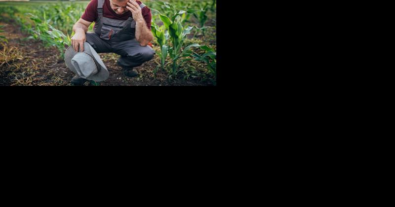 AgriStress Helpline, Free Mental Health Services Now Available for Pa. Farmers - Vimarsana News