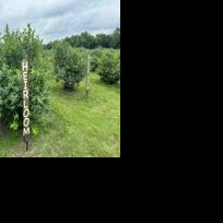 Organic Pick-Your-Own Blueberry Farm Enters 6th Season - Vimarsana News