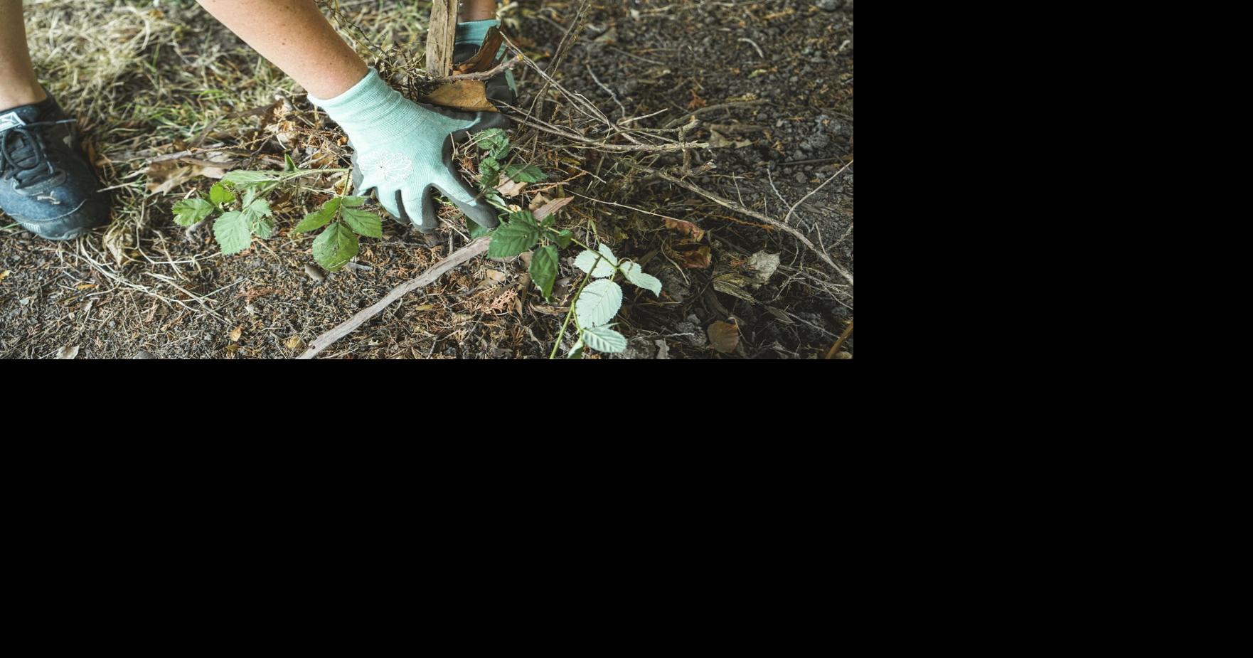 When the Farmer’s Away, the Plants Will Play [Opinion]