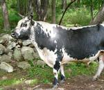 Legacy of the Randall Linebacks