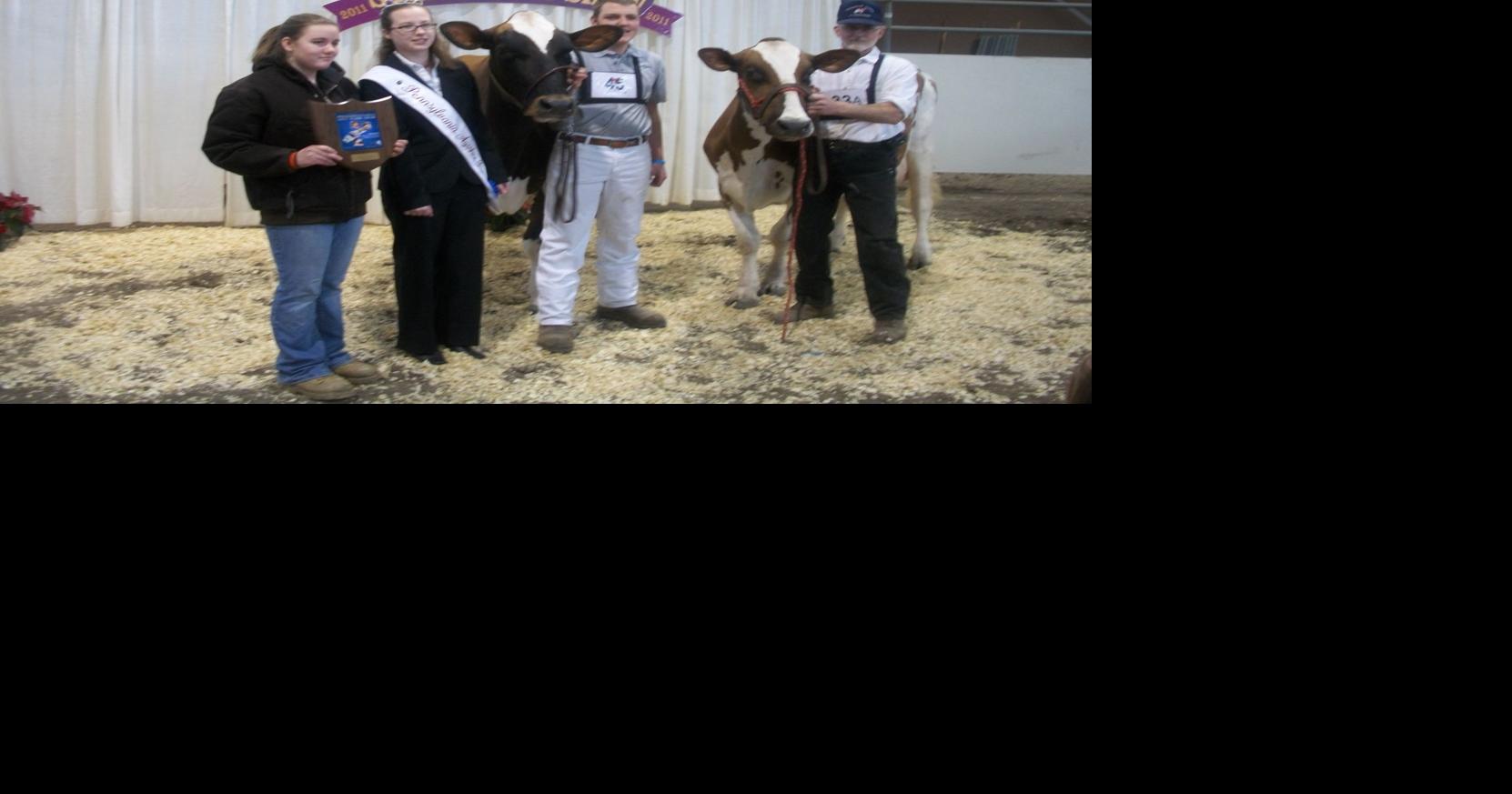 Pennsylvania Ayrshire Princess Returns to Farm Show Farming and Agricultural News