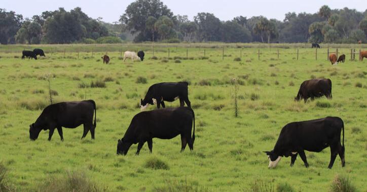 Pennsylvania’s Unique Place in the Beef Shortage Saga