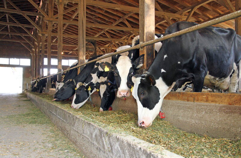 5 Myths About the Dairy Industry