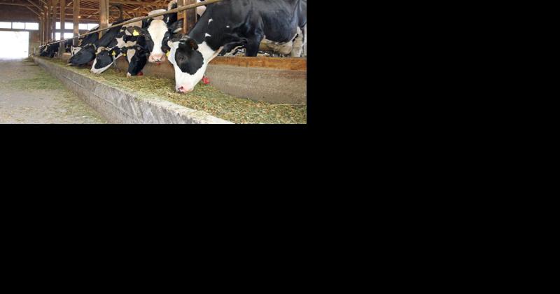 Milk Prices Expected to Fall in 2023 - Vimarsana News