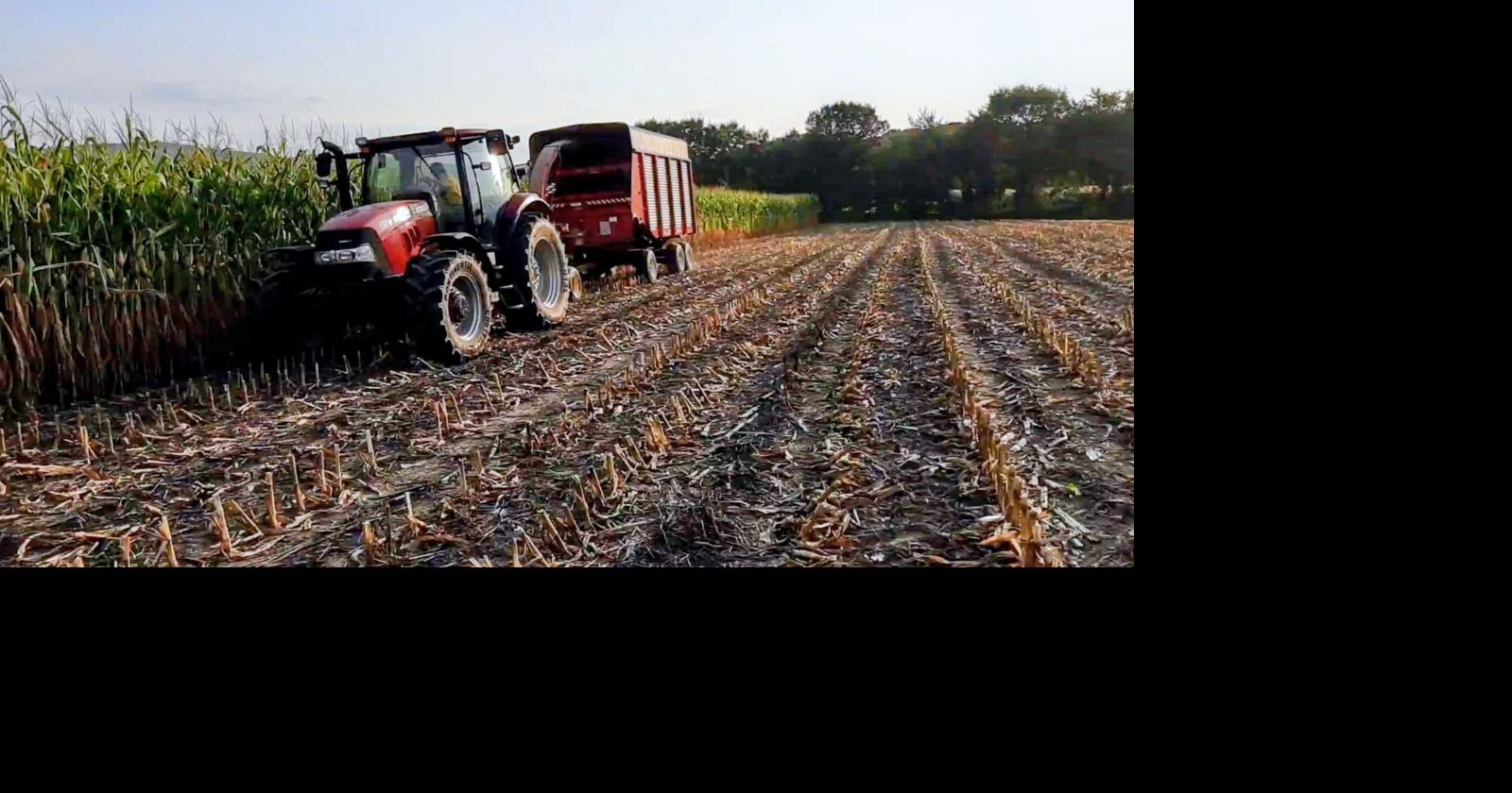 Is It Better for Dairy Farmers to Buy or Grow Feed?